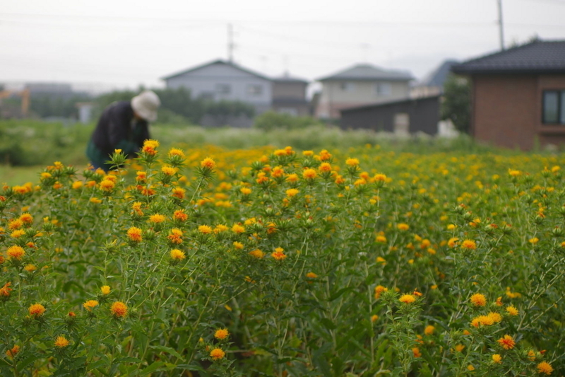 Imgp7341090707 紅花