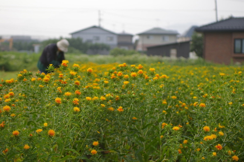 紅花