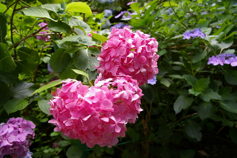 Imgp7502090720 Imgp7502090720