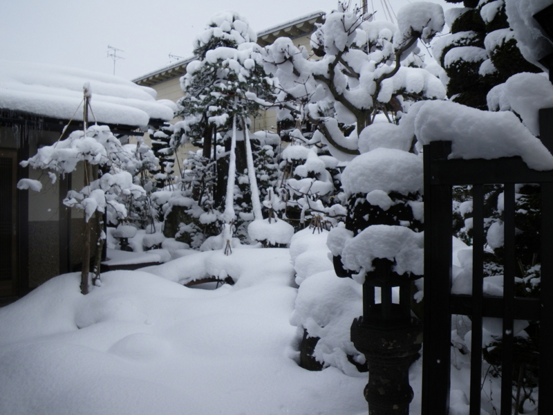 我が家の庭、真冬の雪景色