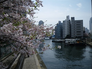 東京は桜の季節