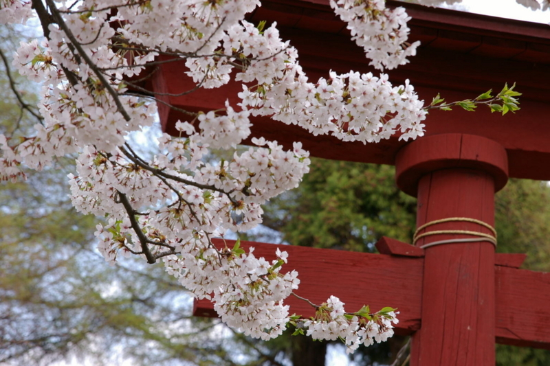 東根市神町若木山公園・若木神社