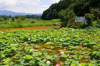 Imgp964120100808 ハス畑