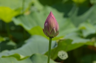 蓮の花