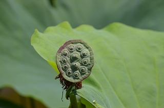 蓮の花