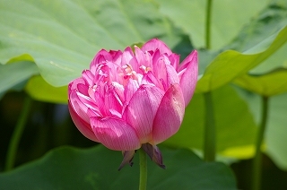 Imgp965720100808 蓮の花