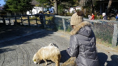 Imgp1006 那須塩原 南ヶ丘牧場 羊ちゃんたち