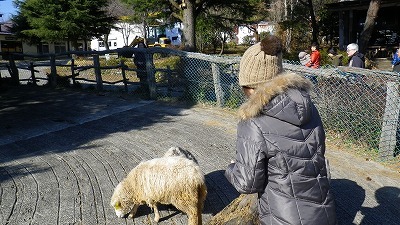 那須塩原　南ヶ丘牧場　羊ちゃんたち