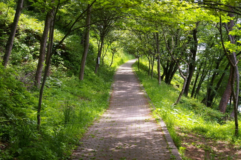 若木山の緑のシャワー