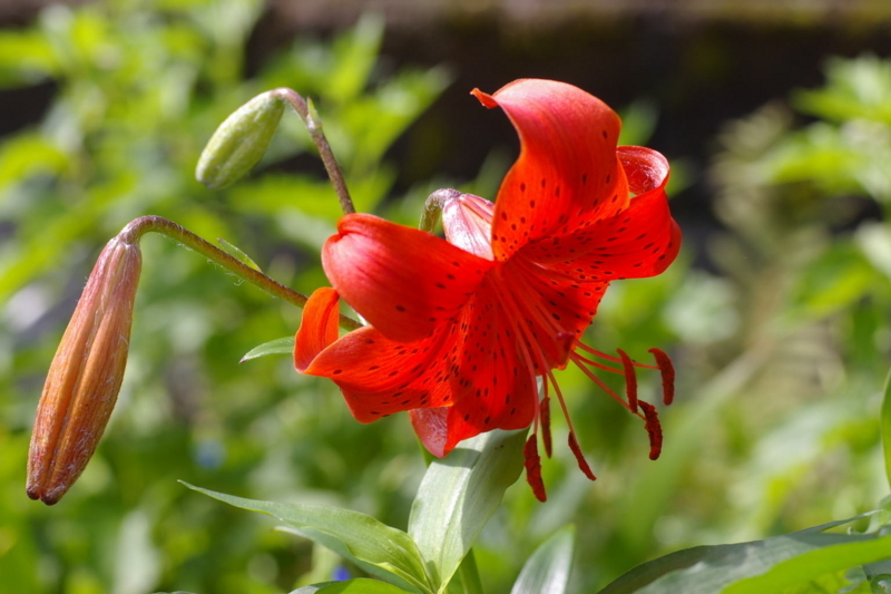 我が家の庭　百合の花