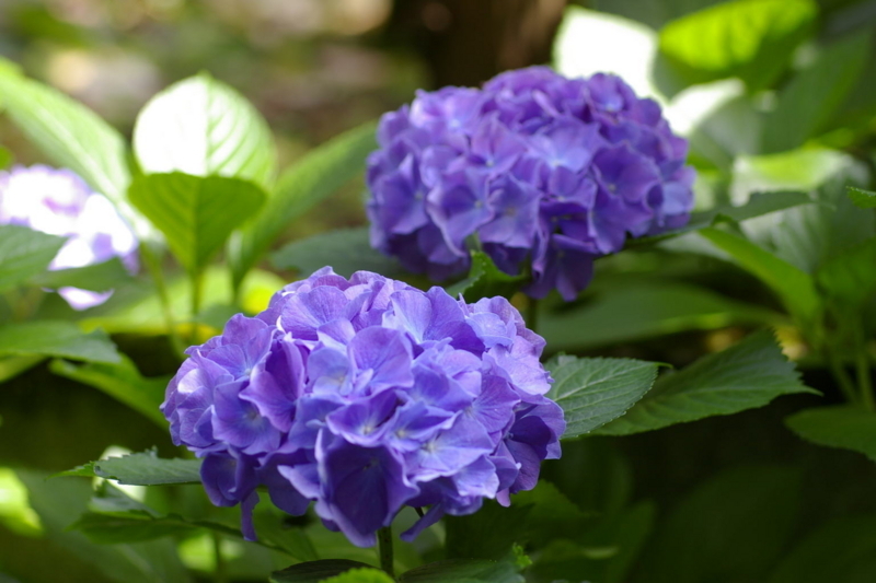 Imgp19740706 紫陽花
