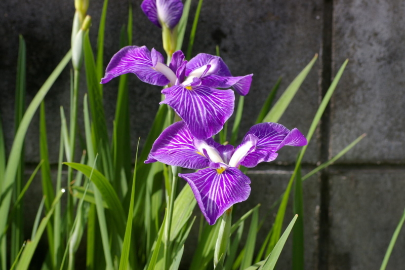 Imgp19780706 菖蒲