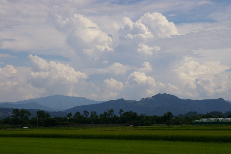 田んぼの風景