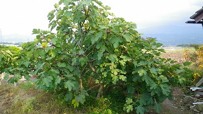Imgp32091016 イチジクの木