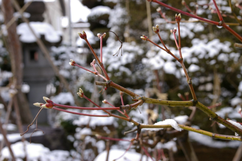 我が家の庭　雪降りの朝