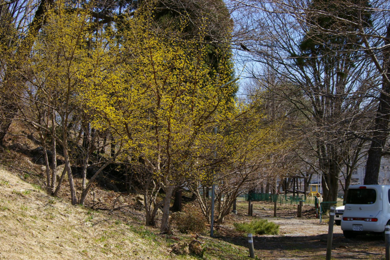 山茱萸の黄色い花