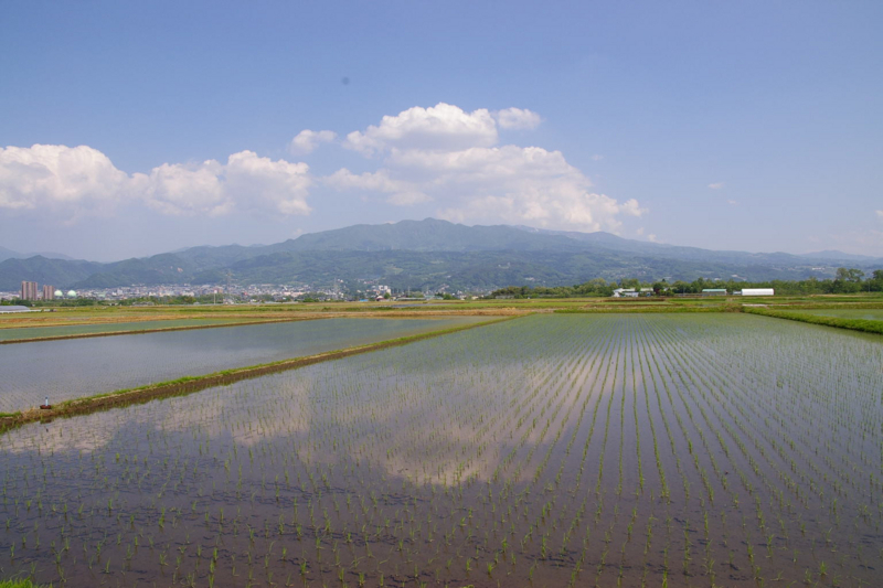 田植えの終わった田んぼから眺める蔵王