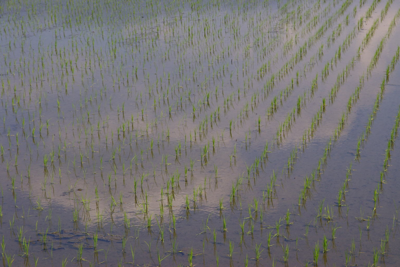 田植えの終わった田んぼから眺める蔵王