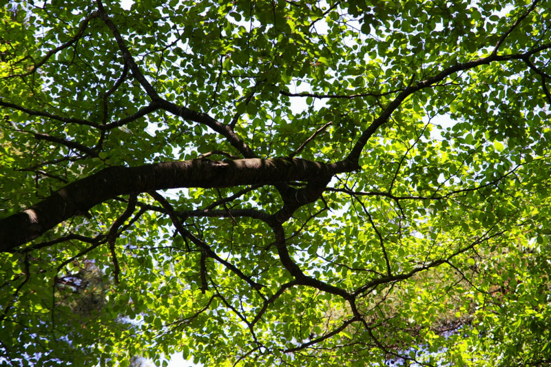 Imgp43110531 Imgp43110531