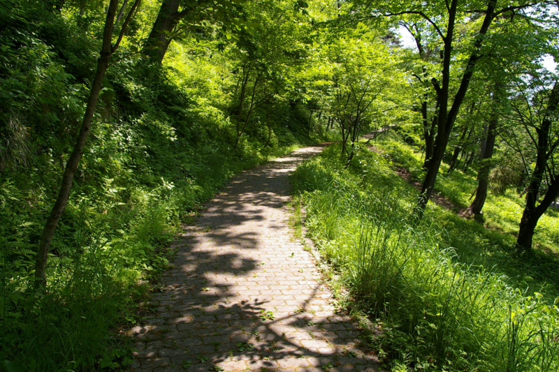 若木山に登る道