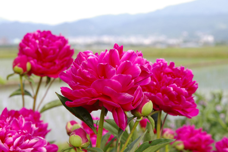 Imgp44080603 蔵王と紅い芍薬