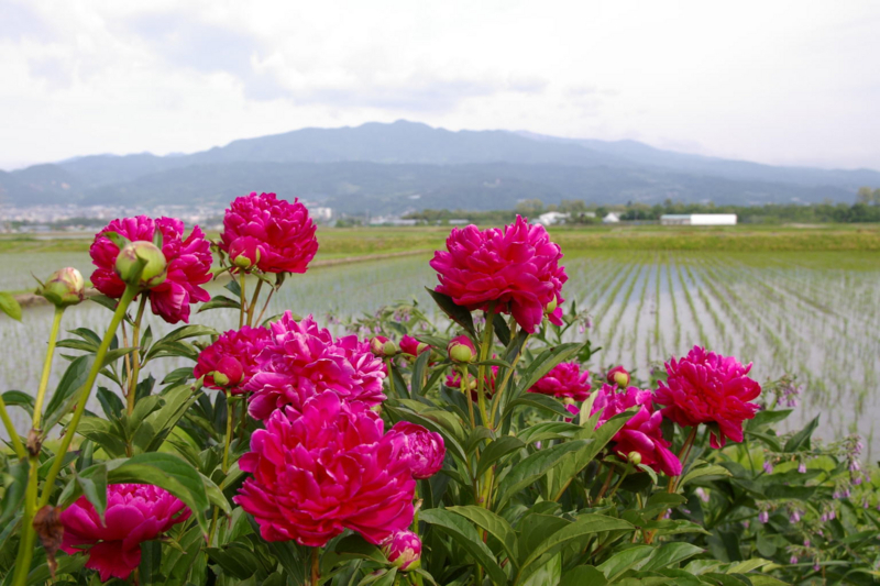 蔵王と紅い芍薬