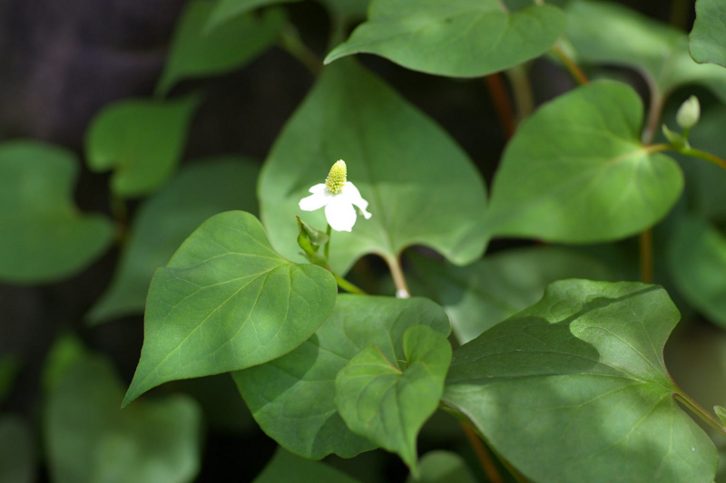 ドクダミの可憐な花です"