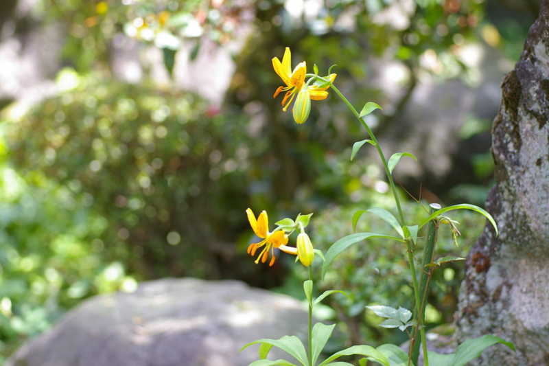 我が家の庭　百合の花咲きました