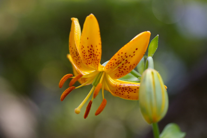 我が家の庭　百合の花咲きました