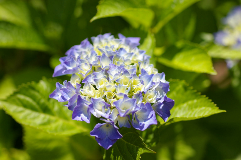 Imgp45180622 我が家の庭 紫陽花