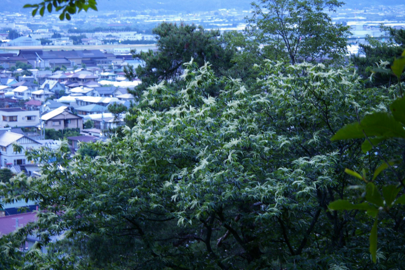 栗の花が咲く季節が好きで、地味ながらも栗の白い甘い独特な香りに毎年、この季節の、さくらんぼの季節を感じます。