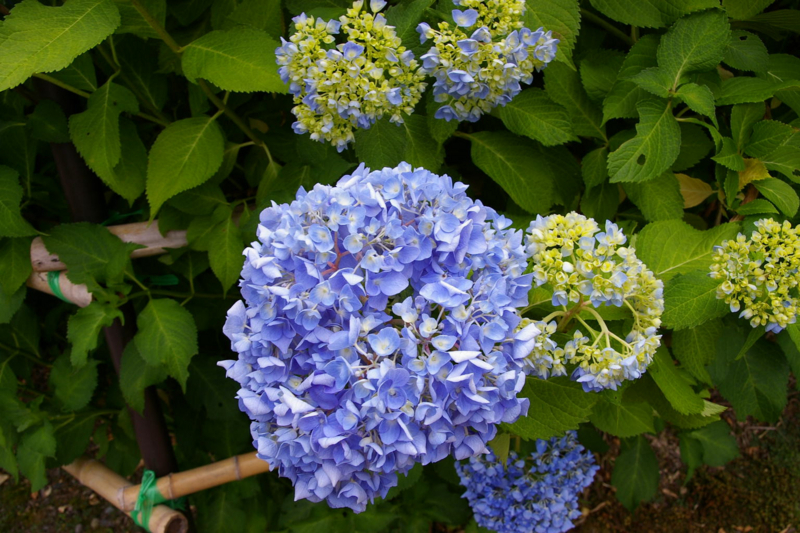 村木沢の紫陽花