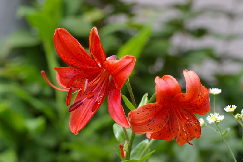 紅い百合