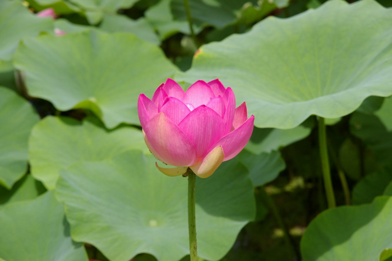 Imgp47030716 蓮畑