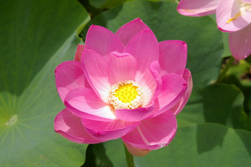 Imgp47110716 蓮畑