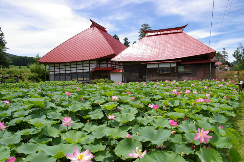 Imgp47160716 ハス畑