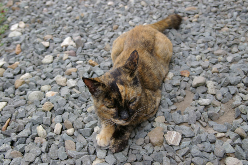 愛猫のまえちゃん