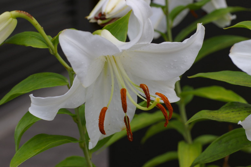 我が家の白いユリの花