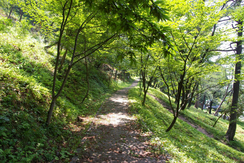 若木山を登る道