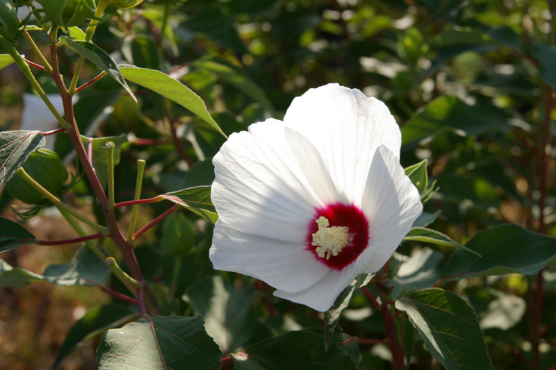 芙蓉の花　山形市