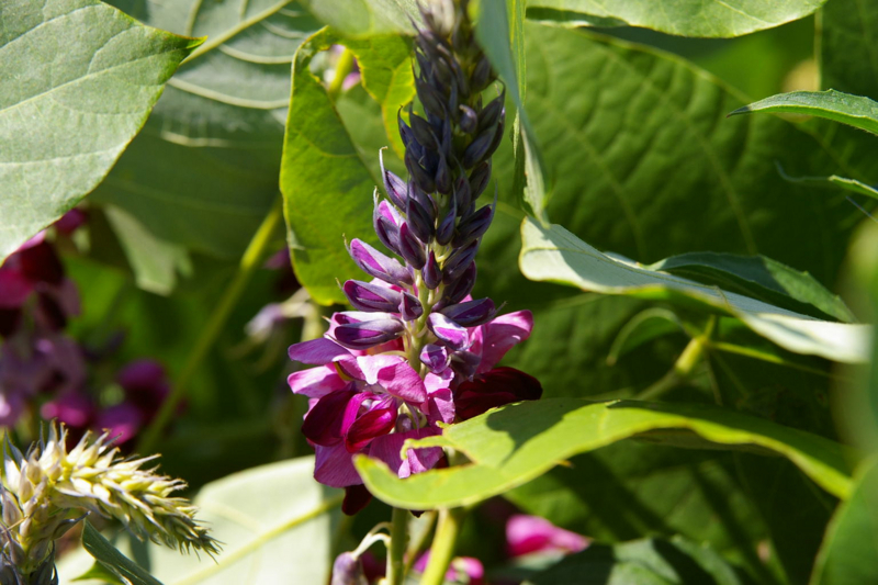 葛の花、紫色です