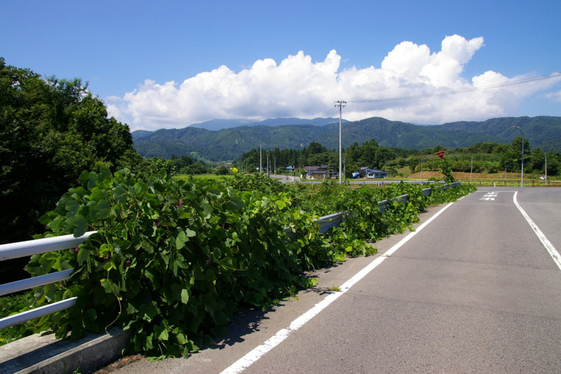 村山市の夏の道路の風景、入道雲