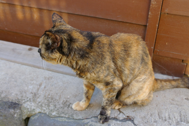 猫のまえちゃん