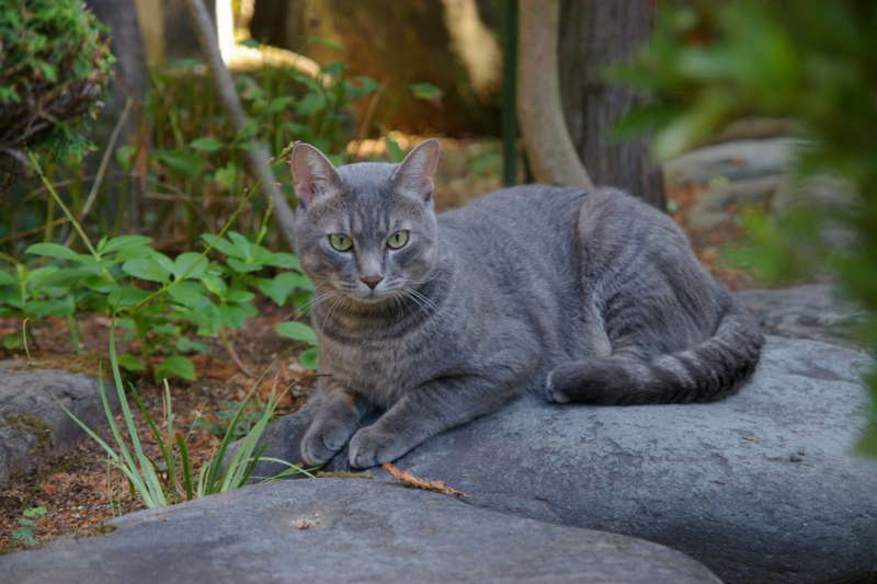 我が家の庭に迷い猫ちゃんがやってきた！