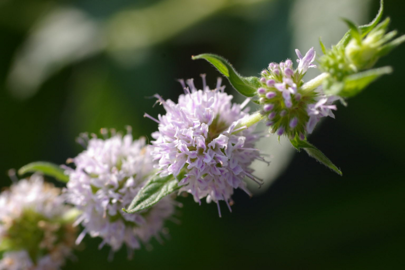 薄荷の花