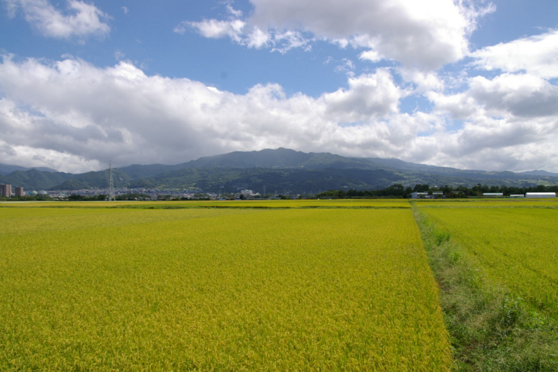 山形市　田んぼからの蔵王眺め