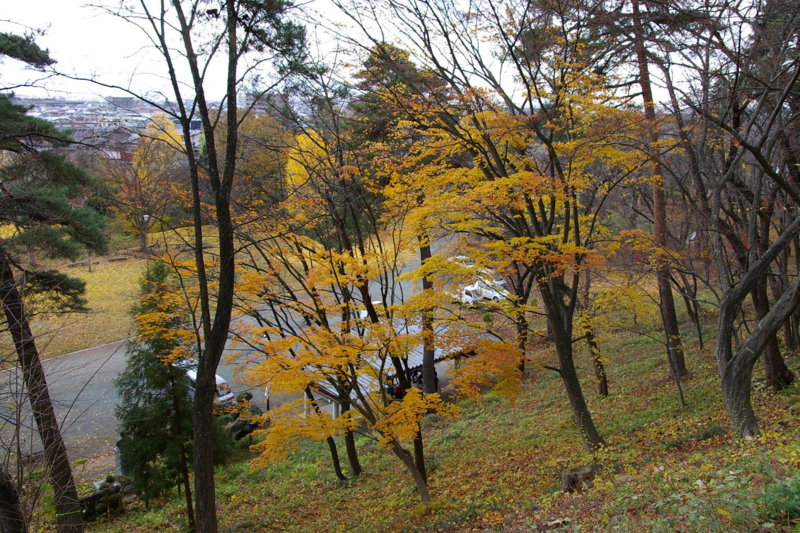 若木山公園の銀杏の木