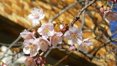 熱海桜