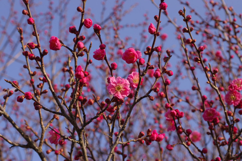 朝日を浴びる紅梅、梅の花の香りが素敵です