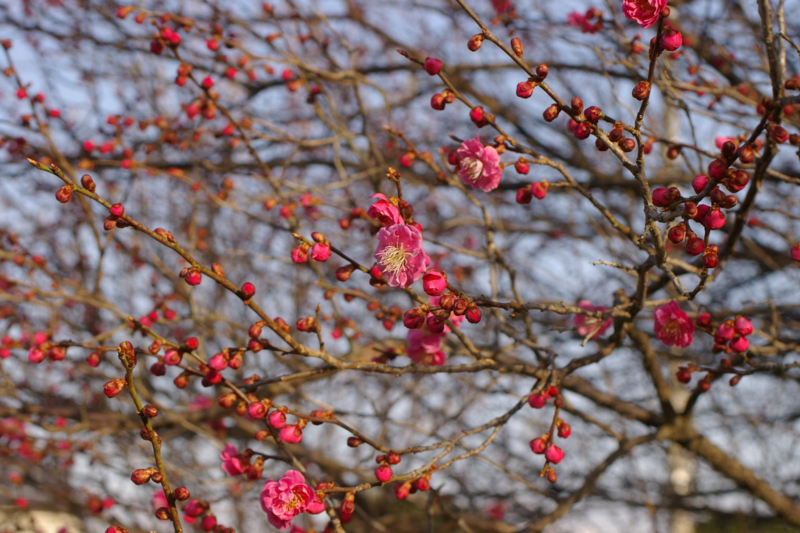 朝日を浴びる紅梅、梅の花の香りが素敵です